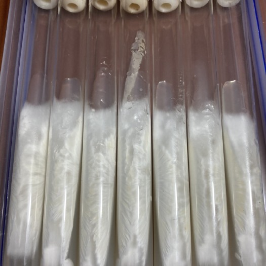 新宾县 鹿茸菇菌种