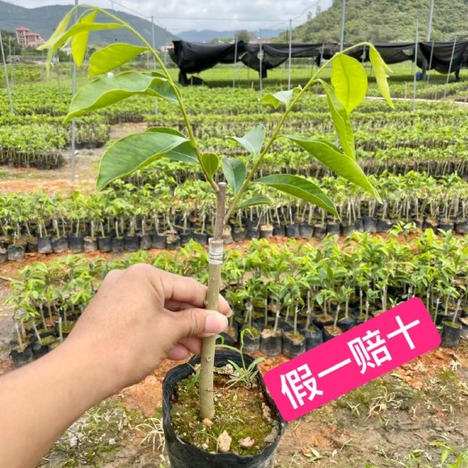 茂名奇楠沉香树  正宗嫁接奇楠苗 保证正品 你种我收