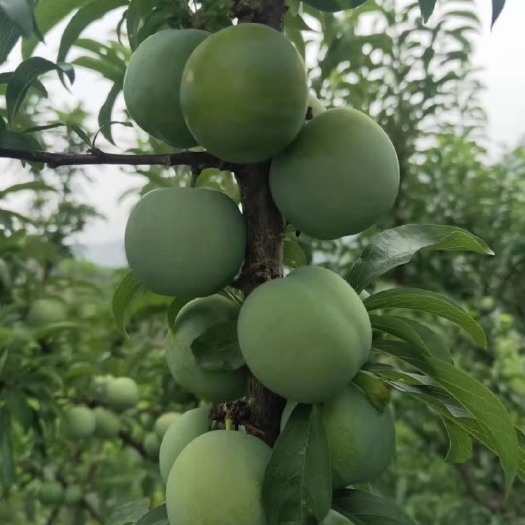 成都脱骨李  宜宾半边红