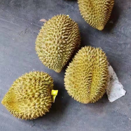 昆明 金枕榴莲A5A6
