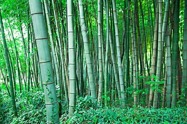 大余县 毛竹