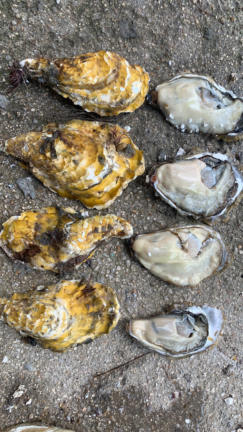 品種名:三倍體生蠔 產地:福建省漳州市詔安縣 食品工藝:鮮活