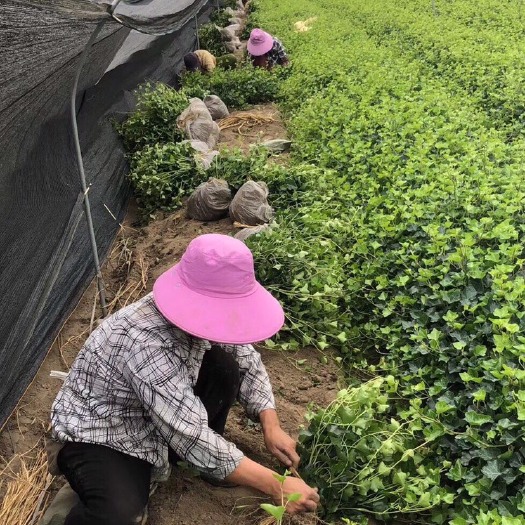 杭州常青藤 常春藤地苗