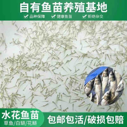 四会市草鱼水花，花鲢大头鱼水花，白鲢鱼水花，全国包邮基地直销
