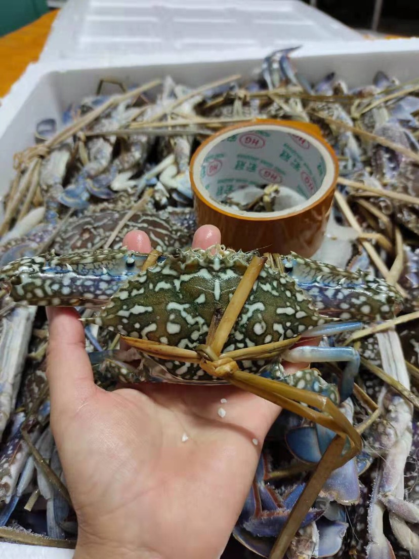 活冻蓝花蟹，兰花蟹，花蟹一手货源，欢迎采购