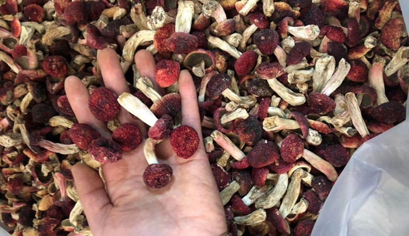 三明菇，福建，正中野生红菇