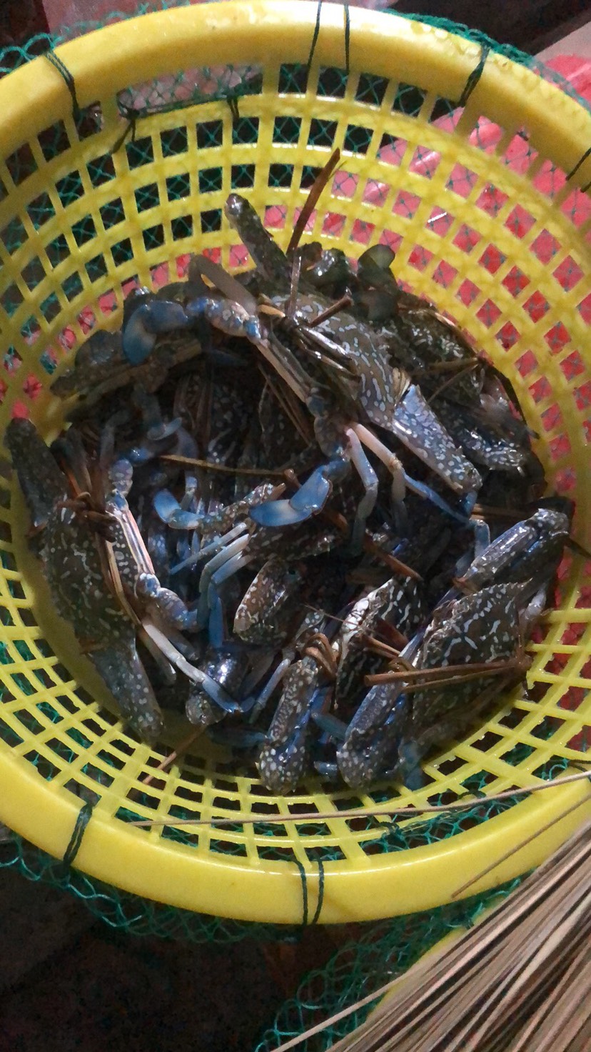 活冻蓝花蟹，兰花蟹，花蟹一手货源，欢迎采购