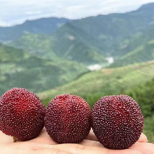 漳州 东魁杨梅