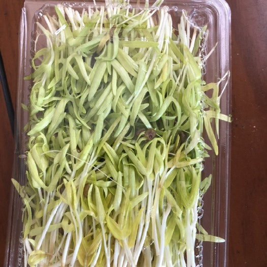 莱西市空心菜苗  盒装 空,心菜苗