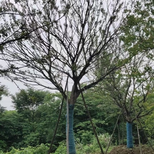 句容市 本公司大量单杆丛生朴树出售