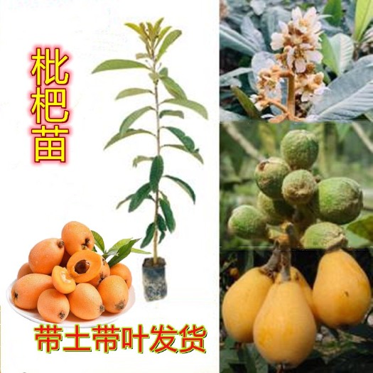 灵山县枇杷树苗  枇杷苗大五星早钟白沙嫁接种苗南北方四季种植盆栽带土带叶发包邮
