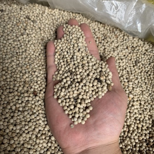 玉林 越南水洗椒白胡椒 全干水洗白胡椒 洗白椒