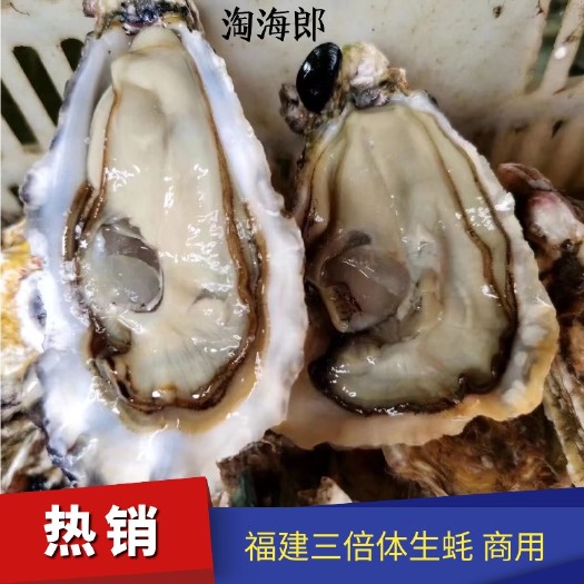 诏安县三倍体生蚝  福建三倍体批发