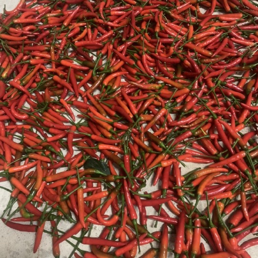 德保县小米椒  小米辣，朝天椒