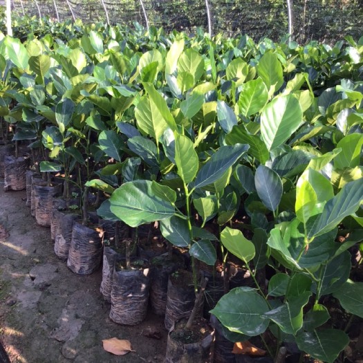 灵山县红肉菠萝蜜苗 八号菠萝蜜  12号菠萝蜜正品嫁接苗 苗圃直销