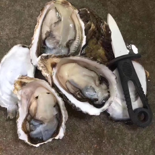 饶平县珍珠蚝  烧烤蚝 半壳生蚝 全壳烧烤新鲜活生蚝 广东潮汕牡蛎