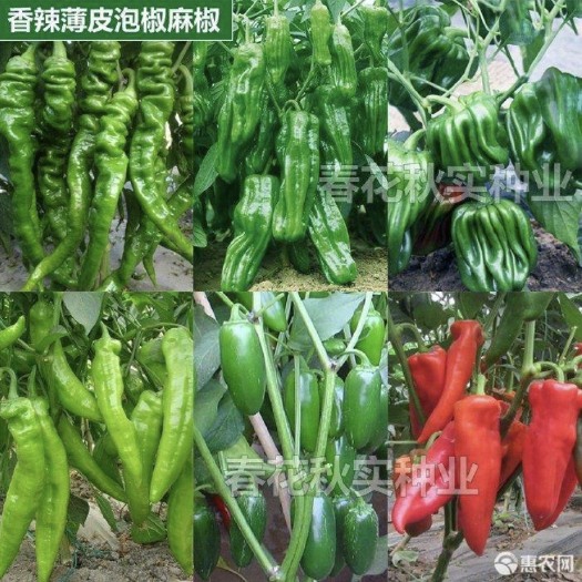 辣椒種子籽料