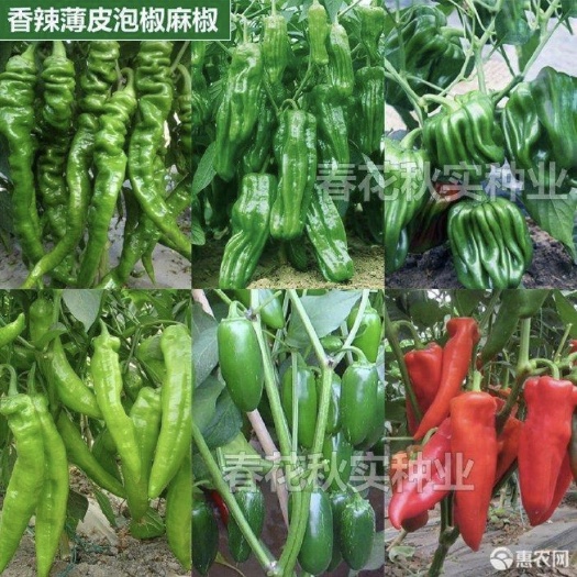 茶陵县辣椒种子籽料