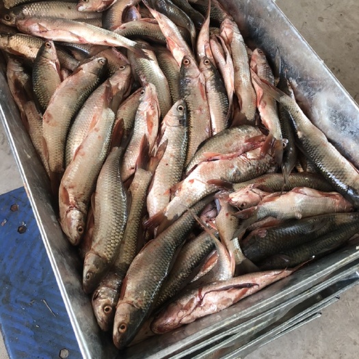 肇庆鼎湖鲤鱼鲮鱼批发零售 广东肇庆直供 水产鲜活食用鱼