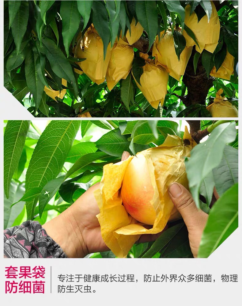 阳山水蜜桃新鲜桃子7-8两6个礼盒装当季水果现摘现发