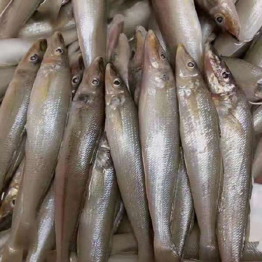 北海沙丁鱼/沙尖鱼/沙占鱼，一手货源大量批发