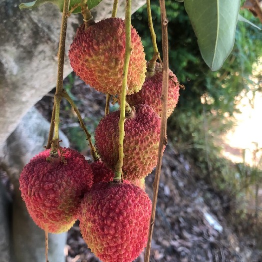 东莞市妃子笑荔枝 荔枝妃子笑东莞