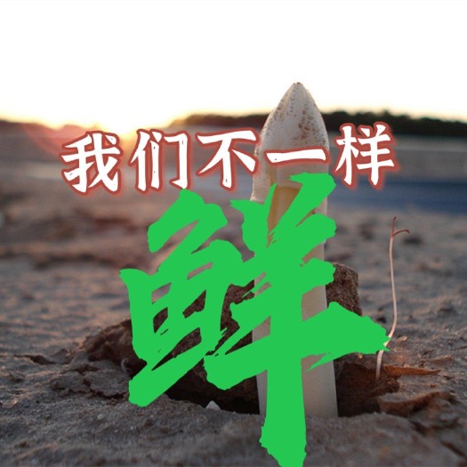 单县新鲜白芦笋，现挖现发，农家有机肥种植，芦笋脆甜！