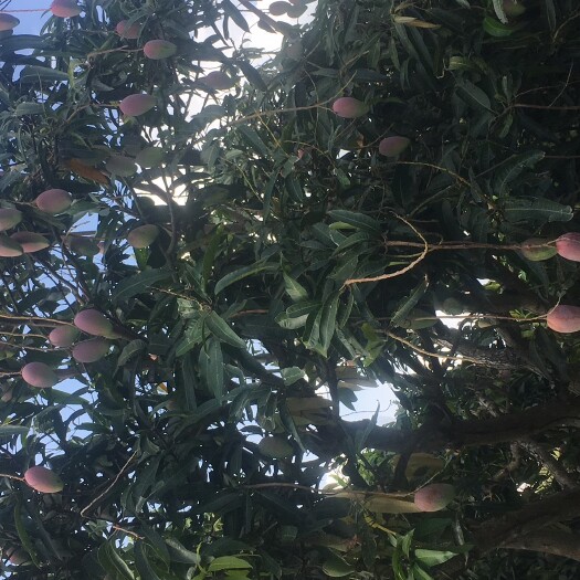 化州市 贵妃芒5000斤，一级果，广东茂名的果园