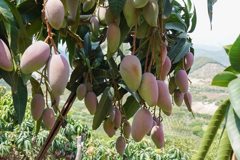 贵妃芒果红金龙芒果香芒应季水果整箱包邮3斤5斤9斤可代发
