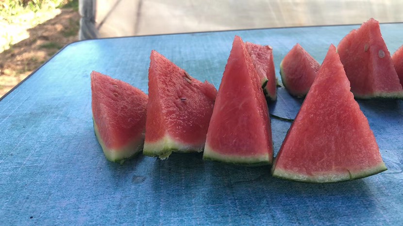 吊西瓜 北京大兴庞各庄袖珍西瓜