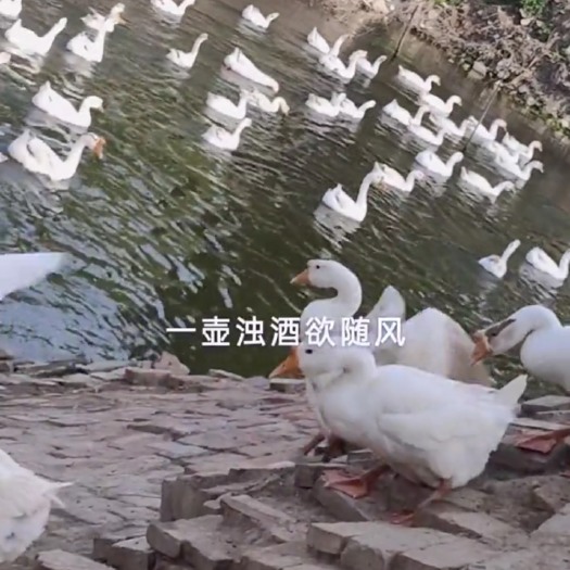 漯河 三花鹅
