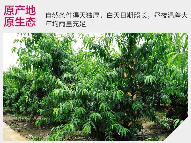 阳山水蜜桃新鲜桃子7-8两6个礼盒装当季水果现摘现发