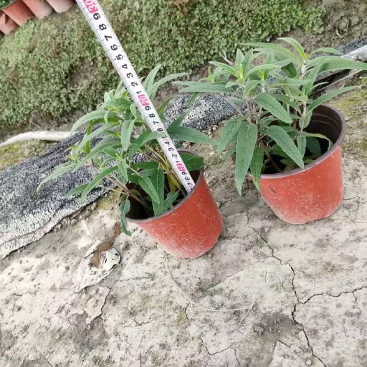 成都墨西哥鼠尾草