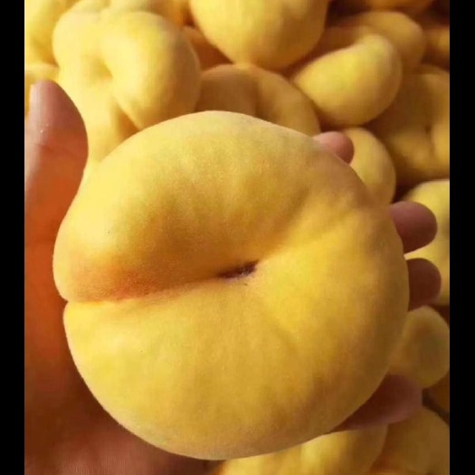 蒙阴县黄蟠桃