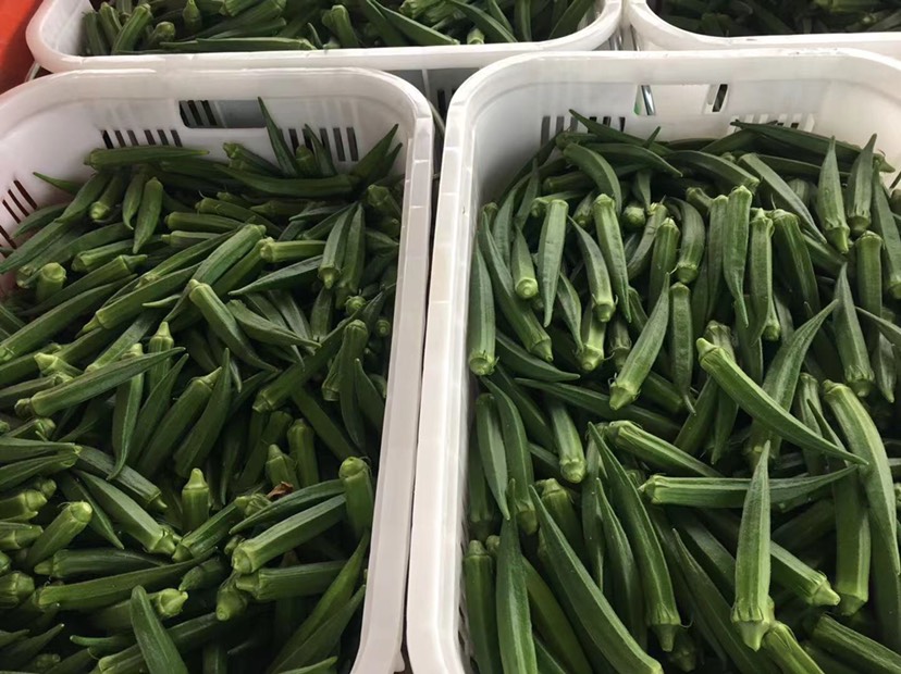  水果黄秋葵每天采摘新鲜上市