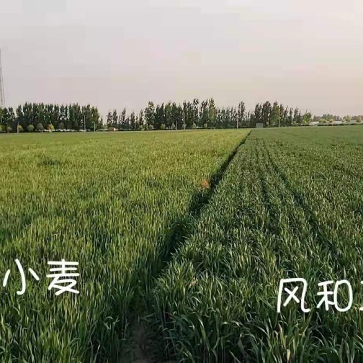 聊城小麦种子  风和二号亩产1600斤，基地种植，大量供应