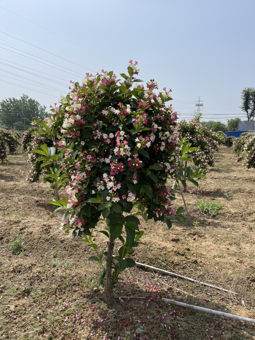 常年批零五彩锦带花树苗四季种植耐寒耐热适合庭院小区公园阳台