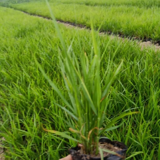 青州市狼尾草 10万颗尾草