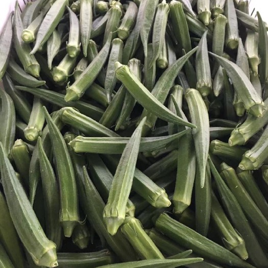  水果黄秋葵每天采摘新鲜上市