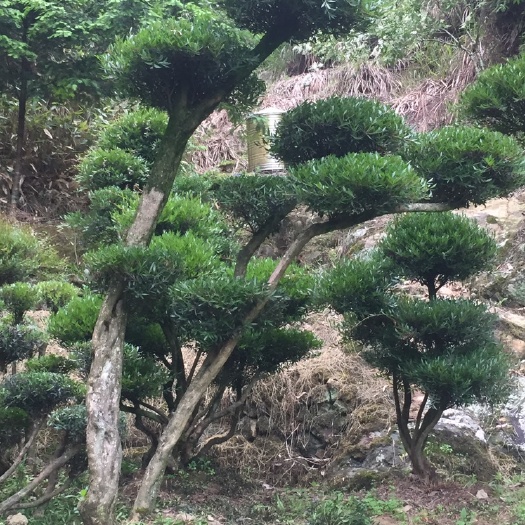 古田县 赤楠盆景