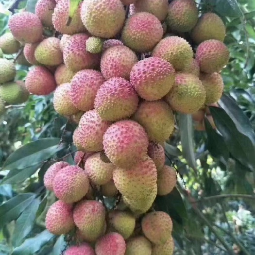 化州市大量供应妃子笑荔枝