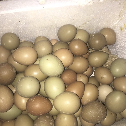 宝应县七釆鸡种蛋，受精高，人工挑选，保证新鲜