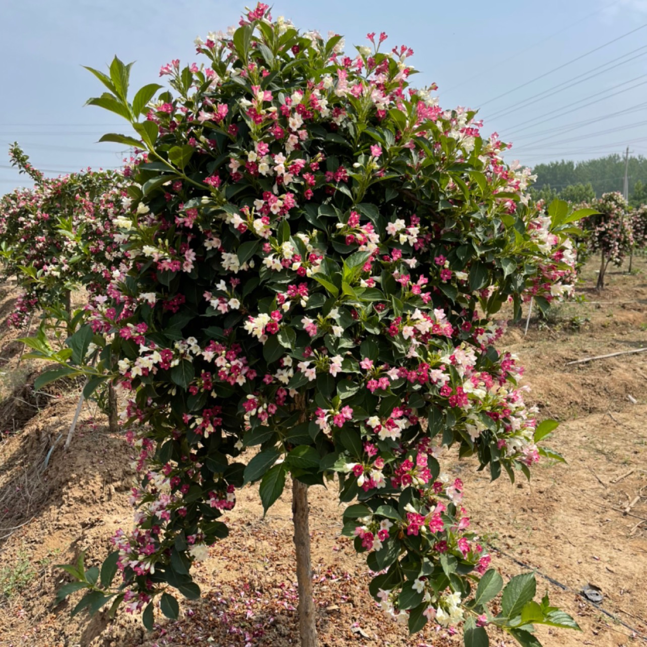 常年批零五彩锦带花树苗四季种植耐寒耐热适合庭院小区公园阳台