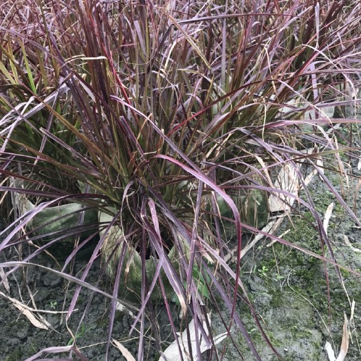 紫叶狼尾草 四川成都紫叶郎尾草基地