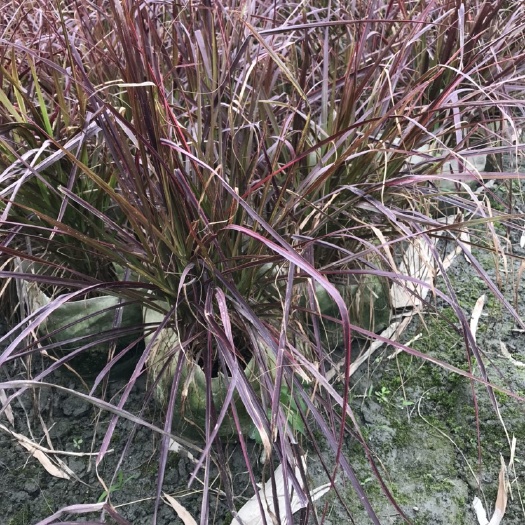 成都紫叶狼尾草 四川成都紫叶郎尾草基地
