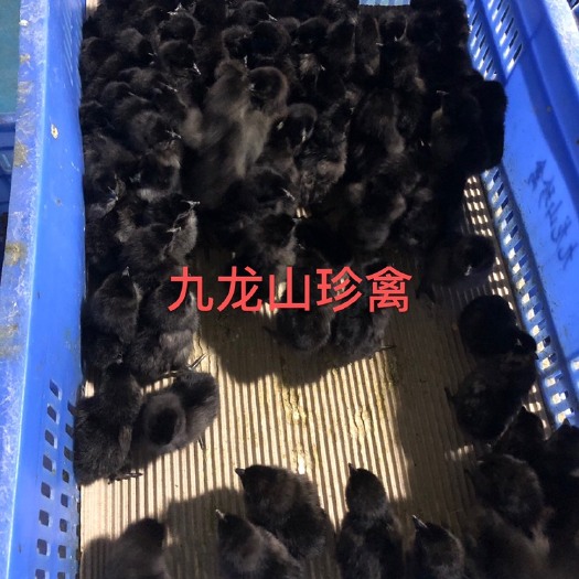 广州五黑鸡苗  五黑绿壳蛋鸡苗