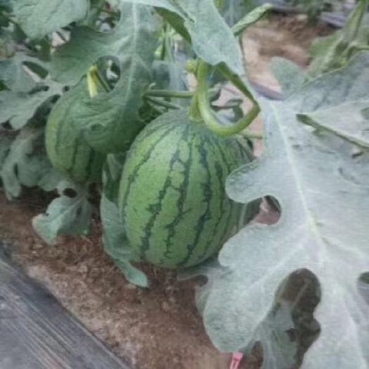 北京吊西瓜 庞各庄袖珍西瓜，小吊瓜，纯沙地种植，瓜地直发