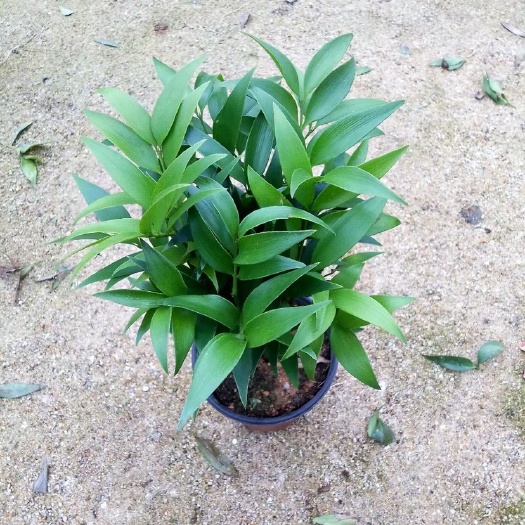 漳平市长叶竹柏  竹柏盆栽植物室内 四季常青 驱蚊树桩绿色观赏植物净化空气防辐