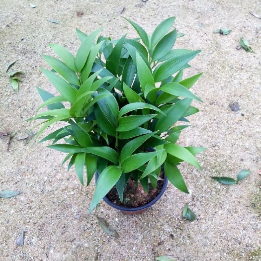 长叶竹柏  竹柏盆栽植物室内 四季常青 驱蚊树桩绿色观赏植物净化空气防辐