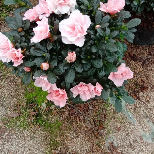 漳平市小桃红杜鹃花  精品180杜鹃花小桃红 玫红 樱桃红 西玛基地直销一手货源